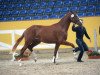 dressage horse Brighton 13 (German Sport Horse, 2014, from Quaterback)