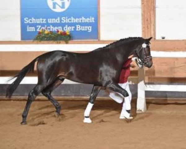 dressage horse Harrison Spirit (German Sport Horse, 2014, from Hot Spirit)
