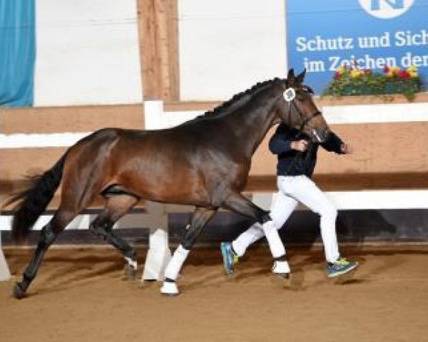 dressage horse Fürst 53 (Hanoverian, 2014, from Fürst Romancier)