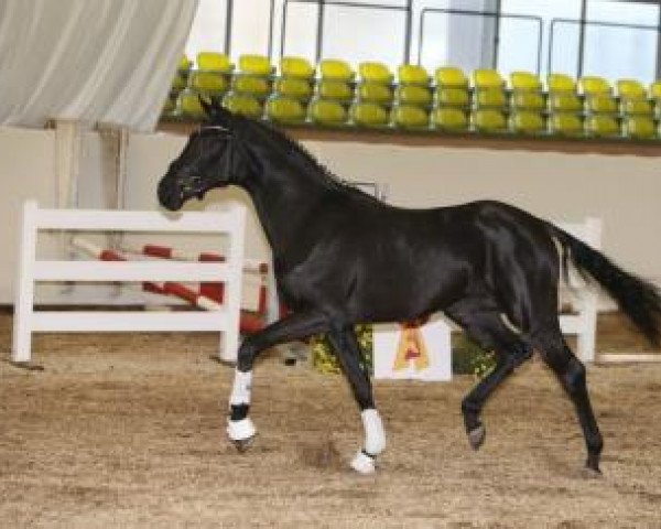stallion Fürst Florenzo (Westphalian, 2014, from Fürst Romancier)