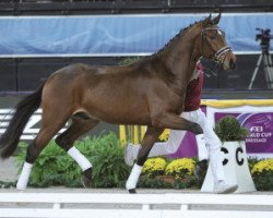 dressage horse Fidibaldi (Deutsches Sportpferd, 2014, from Fürst Romancier)