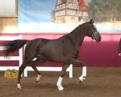 dressage horse Frederik 126 (German Sport Horse, 2014, from Franziskus FRH)