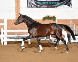 dressage horse Faraz (Bavarian, 2013, from Franziskus FRH)