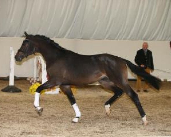 dressage horse Palotas (German Sport Horse, 2014, from For Romance I)