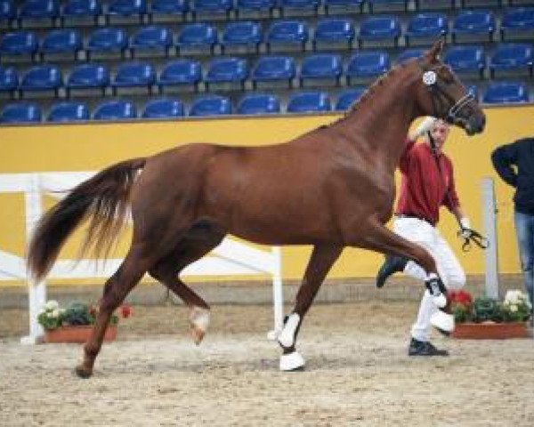 Dressurpferd Hengst von Fiderdance - D'Amour - Weltmeyer (Deutsches Sportpferd, 2014, von Fiderdance)