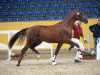 dressage horse Hengst von Fiderdance - D'Amour - Weltmeyer (German Sport Horse, 2014, from Fiderdance)