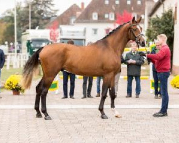 Dressurpferd El Dorado 92 (Deutsches Sportpferd, 2014, von Escolar)