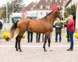 dressage horse El Dorado 92 (German Sport Horse, 2014, from Escolar)