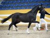 stallion Der Don (German Sport Horse, 2014, from Don Nobless)