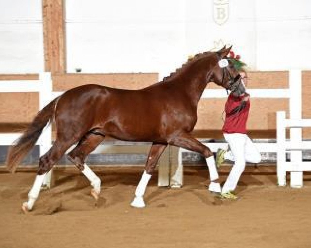 Dressurpferd Diamond forever 7 (Hannoveraner, 2014, von Diamond Hit)
