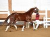 dressage horse Diamond forever 7 (Hanoverian, 2014, from Diamond Hit)