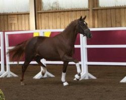 dressage horse Day Dreamer 9 (German Sport Horse, 2014, from Diamo Gold)