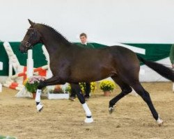 Springpferd DSP Danakil Desert (Deutsches Sportpferd, 2014, von Destano)