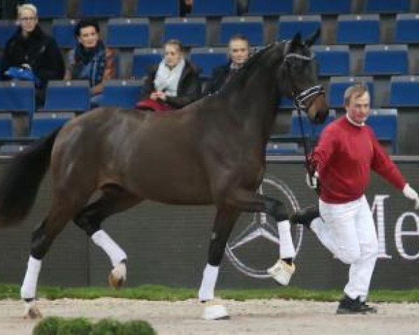 stallion Daybreak M (German Sport Horse, 2014, from Desperados FRH)