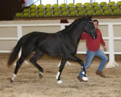 dressage horse Hengst von Decurio/Dali X (Bavarian, 2014, from Decurio 3)