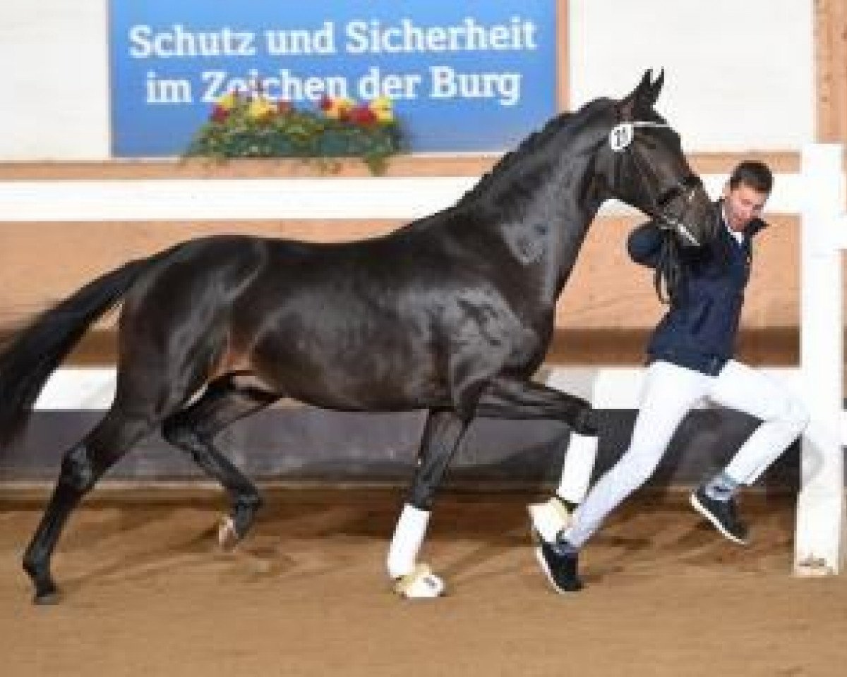 stallion Darios ll (Hanoverian, 2014, from De Niro)