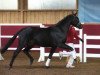 dressage horse Hengst von De Niro/Quaterback (German Sport Horse, 2014, from De Niro)