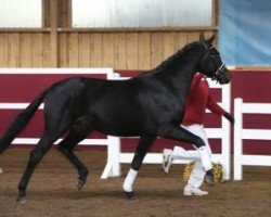 dressage horse Hengst von De Niro/Quaterback (German Sport Horse, 2014, from De Niro)