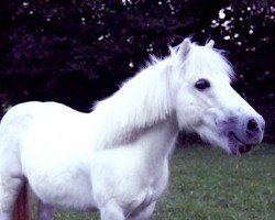 horse Perla (Shetland pony (under 87 cm), 2003)