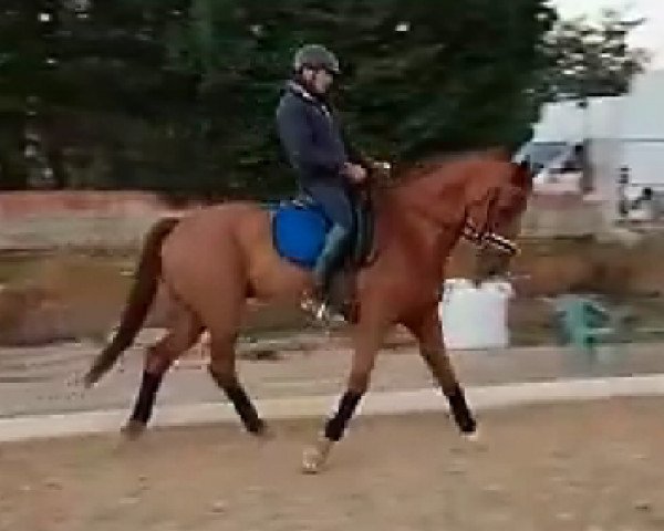 horse Vanderpol (KWPN (Royal Dutch Sporthorse), 2002, from Montecristo)