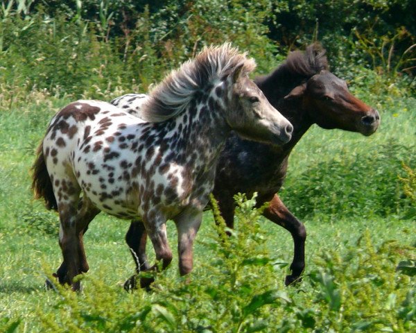 Pferd Woogie Boogie vom Olendiek (Dt.Part-bred Shetland Pony, 2014, von Willow vom Olendiek)
