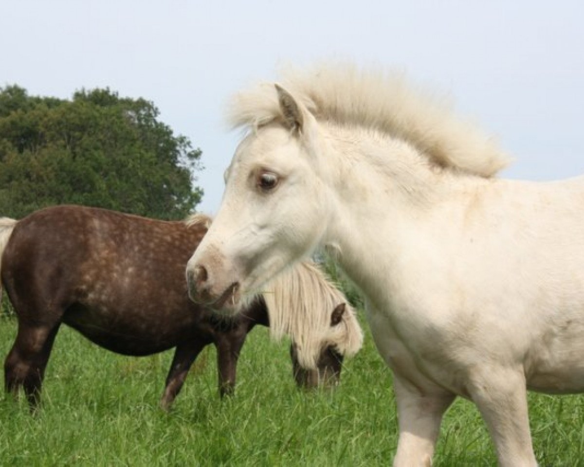 horse Eowyn vom Olendiek (German Classic Pony, 2011, from Willi Weitblick)