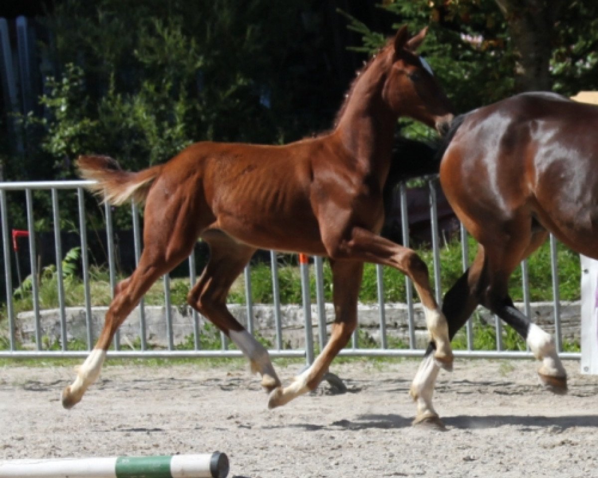 dressage horse Feuertanz SA (Austrian Warmblood, 2010, from For Compliment)
