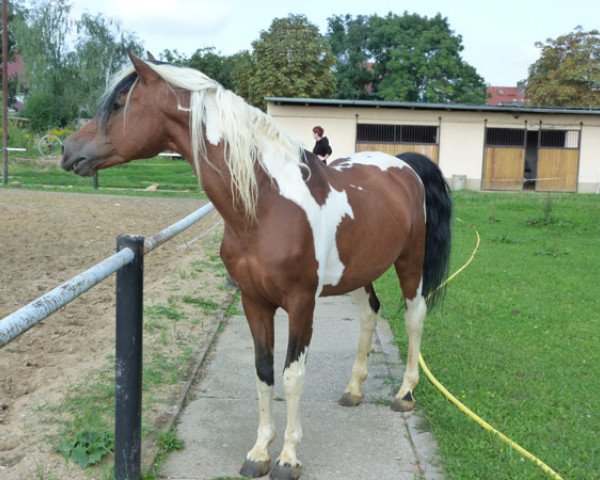 stallion Gildo (Lewitzer,  , from Gigant)