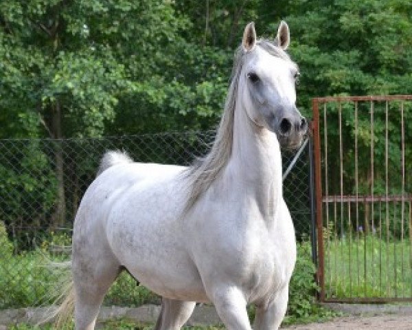 broodmare Edyta ox (Arabian thoroughbred, 2002, from Ekstern 1994 ox)