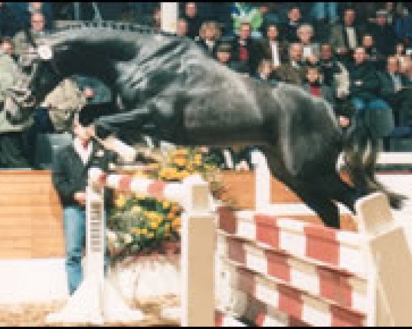 horse Le Copain (Hanoverian, 1992, from Lauries Crusador xx)