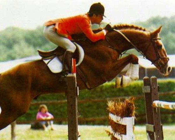 stallion Nomenoe II (Selle Français, 1979, from Uriel)