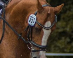 dressage horse Codesko (German Riding Pony, 2007, from Cinzano's Son)