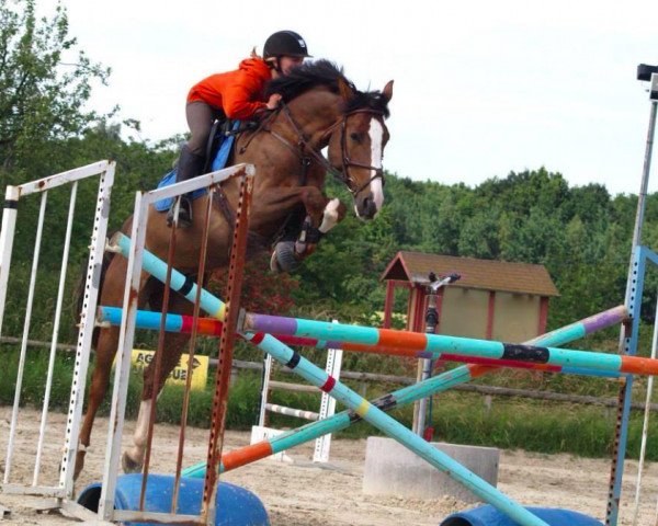 Springpferd Cabochard Dela Tour Vidal (Belgium Sporthorse, 2008, von Sisley de La Tour Vidal)