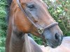 broodmare Charisma 206 (Holsteiner, 2005, from Contender)