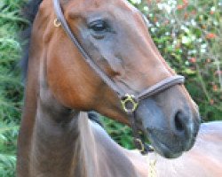 broodmare Charisma 206 (Holsteiner, 2005, from Contender)