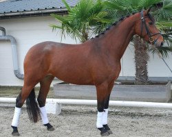 broodmare Ellis strona (KWPN (Royal Dutch Sporthorse), 2009, from Zjengis Khan)