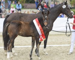 broodmare Symphonie (Austrian Warmblood, 2006, from Sir Oldenburg)