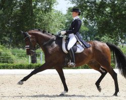 dressage horse Daphne (Austrian Warmblood, 2004, from Donnersmarck)