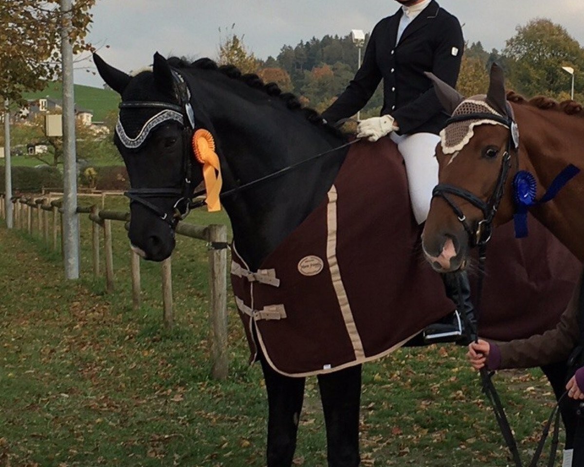dressage horse Sun of Austria (Austrian Warmblood, 2008, from Sir Donnerhall I)