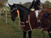 dressage horse Sun of Austria (Austrian Warmblood, 2008, from Sir Donnerhall I)