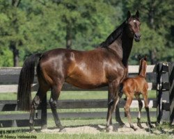 broodmare Florenzio (Oldenburg,  , from Florencio II)