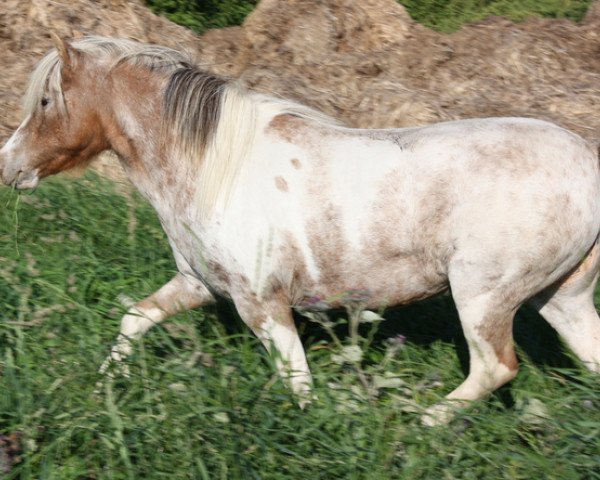 Zuchtstute Nadine (Dt.Part-bred Shetland Pony, 2001, von Archimedes)