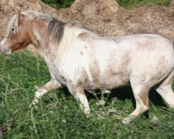 broodmare Nadine (Dt.Part-bred Shetland pony, 2001, from Archimedes)