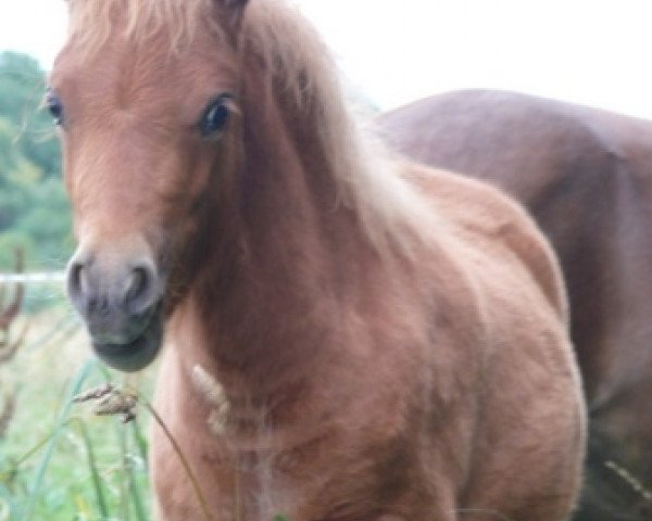 Pferd Peggie vom Olendiek (Dt.Part-bred Shetland Pony, 2009, von Willi Weitblick)