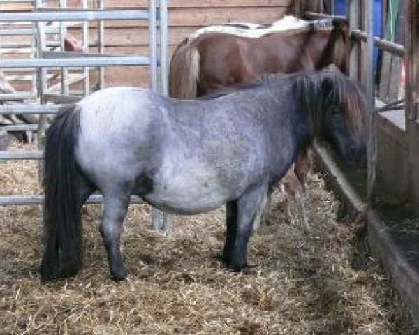 Zuchtstute Undine (Shetland Pony, 1994, von Timmy A 287)