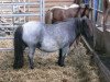 broodmare Undine (Shetland Pony, 1994, from Timmy A 287)