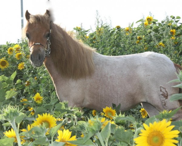 Pferd Unique vom Olendiek (Dt.Part-bred Shetland Pony, 2009, von Willi Weitblick)