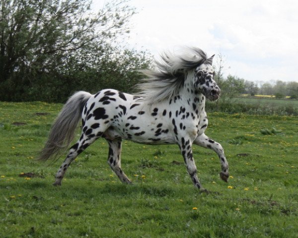 stallion Bayerns Fürst (Dt.Part-bred Shetland pony, 1995, from Fuzzy)