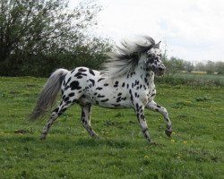 Deckhengst Bayerns Fürst (Dt.Part-bred Shetland Pony, 1995, von Fuzzy)