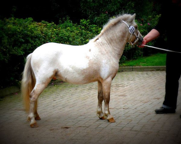 Deckhengst Fimba vom Olendiek (Dt.Part-bred Shetland Pony, 2013, von Bayerns Fürst)